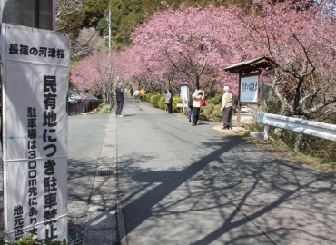 まもなく見頃を迎える河津桜の桜並木。路上駐車しないよう設置された看板㊧=新城市長篠で