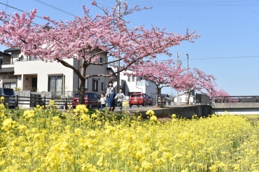 春の訪れを告げる河津桜と菜の花=八幡町の西古瀬川堤で