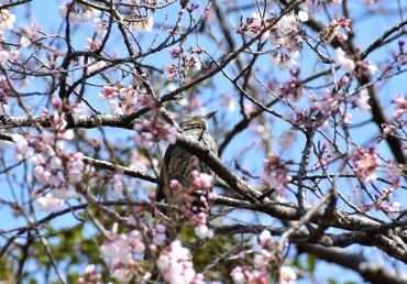 咲き始めた淡墨桜に留まる野鳥=豊川市桜ヶ丘公園で
