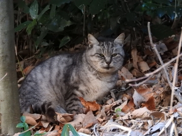 園内の山林に生息している野良猫=赤塚山公園で