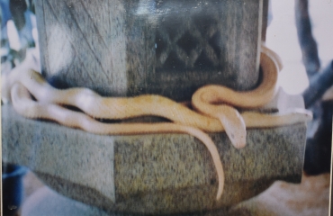 竹島の灯ろうに巻きついた白ヘビ(大社神社提供)