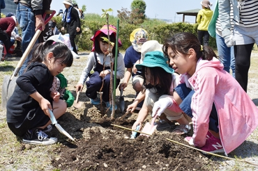 協力してソメイヨシノの苗木を植える子どもたち=小田渕公園で
