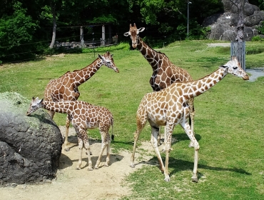 公開されるアキコ(左奥)に、キララ(左前)ウリュウ(右奥)ユララ(右前)=豊橋総合動植物公園で(提供)