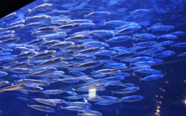 群れで泳ぐマサバ=蒲郡市竹島水族館で