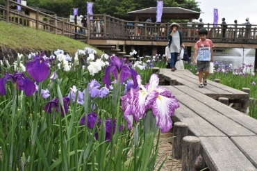 色とりどりのショウブが咲く花しょうぶ園=赤塚山公園で