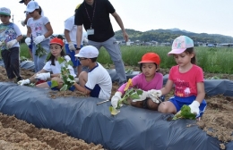 外国人児童がサツマイモ苗植え