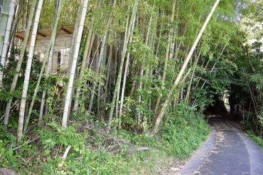 灰野集落跡地の竹藪にたたずむ家屋=豊川市御津町で
