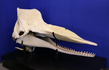 愛称が決まったマッコウクジラの頭骨標本(豊橋市自然史博物館提供)