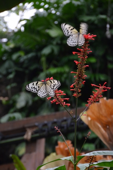 豊橋総合動植物公園がアジアのジャングル再現