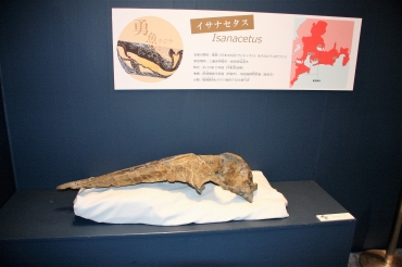 蒲郡市生命の海科学館で東海地方のクジラ化石展