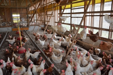 開放的な鶏舎で自由に動き回る鶏=田原市赤羽根町の宮本養鶏場で