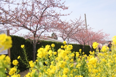 咲き始めた河津桜と菜の花の共演=田原市福江地区で