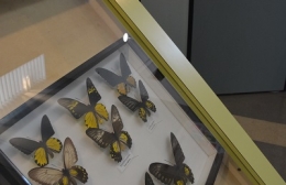 豊橋で「ボルネオの森の昆虫たち」写真展
