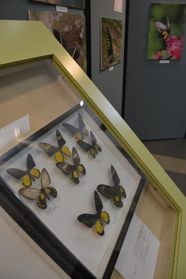 ボルネオの森に暮らす昆虫たちを紹介している写真展=豊橋市自然史博物館で