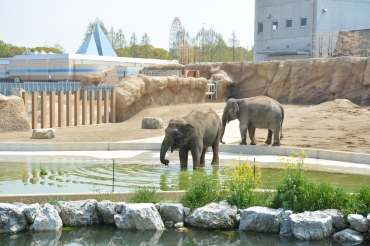 リニューアルされたゾウの放飼場。水浴びなどが見られる=豊橋総合動植物公園で(昨年4月21日撮影)