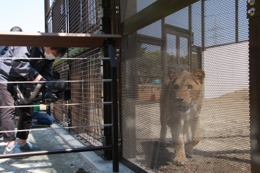 間近で見られるようになる新しいライオンの放飼場=豊橋動植物公園で