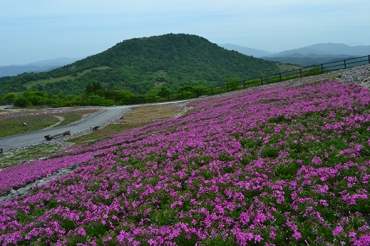 開花は3割程となった茶臼山高原のシバザクラ(4日、提供)