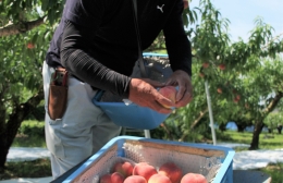 桃のわせ品種「日川白鳳」 豊橋で収穫始まる
