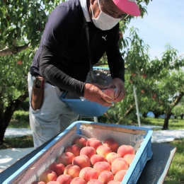 桃のわせ品種「日川白鳳」 豊橋で収穫始まる