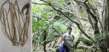 瀧崎さんが命名したヒガタアシの標本㊧、屋久島での調査(2009年、提供)