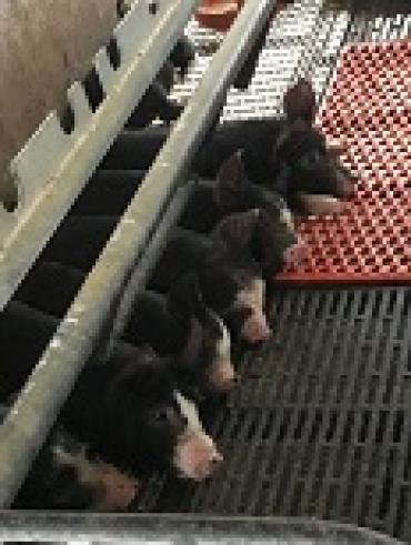 渥美農業高校で飼育されている黒豚(提供)