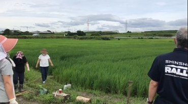 米作りが続く大崎町の水田