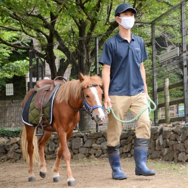 職員と歩行トレーニングに励むポニーのミライ=豊川市の赤塚山公園で