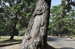 戦争の痕跡 高師緑地公園の松