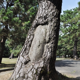 戦争の痕跡 高師緑地公園の松