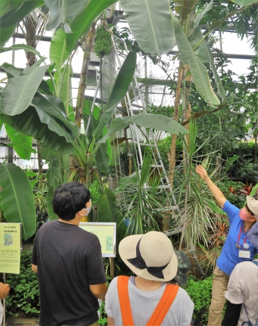 鈴なりになったシマバナナの説明を受ける参加者=のんほいパークの植物園の温室で