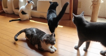 部屋に入ると集まってきた。中央の黒猫は右後ろ脚がない