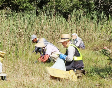 慎重に湿地を手入れする作業員たち=田原市の黒河湿地植物群落で