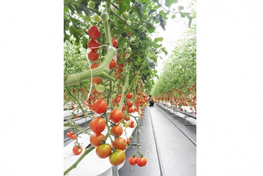 盛んなトマトの栽培