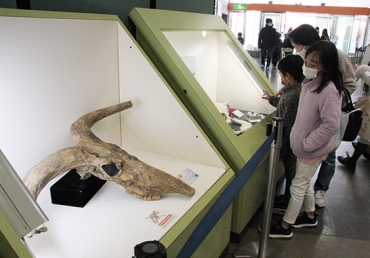 牛の骨格標本などが見られる企画展=豊橋市自然史博物館で