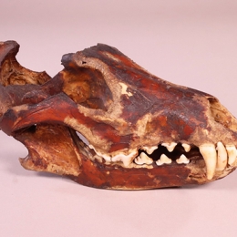 ニホンオオカミの頭骨を豊橋市自然史博物館へ寄贈