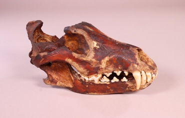 現存するものでは県内唯一となるニホンオオカミの頭骨