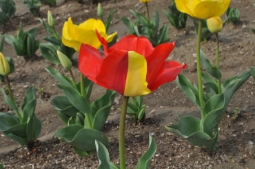 花びらの1枚が赤と黄色の2色にくっきり分かれた変わり種のチューリップ