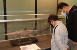 豊橋市自然史博物館でミツクリザメの剥製など展示
