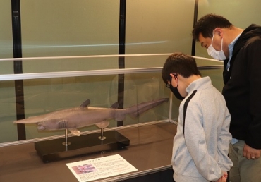 鼻先の伸びたミツクリザメの剥製=豊橋市自然史博物館で
