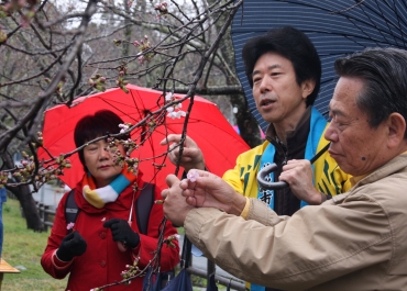 咲き始めたソメイヨシノの説明をする松井さん(右から2人目)=新城市の桜淵公園で