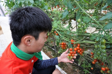 ミニトマトの生育を観察する小川さん
