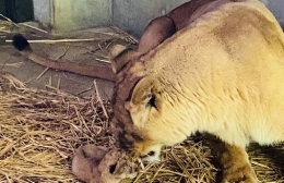 ライオンとゴマフアザラシの赤ちゃん誕生