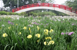豊橋「賀茂しょうぶ園」 ハナショウブが開花
