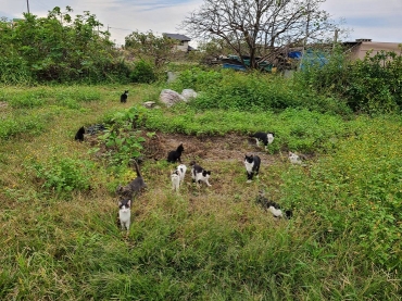 手術を受ける前の野良猫の集団。23匹いたという(豊川市内で、提供)