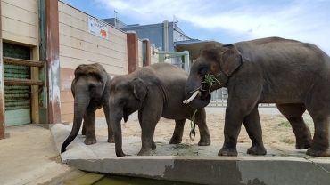 仲良くえさを食べる(左から)チャンパカ、バヴァーニ、ドローナの3頭=のんほいパークで(ともにのんほいパーク提供)