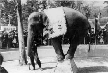 豊橋市動物園の開園に先駆けて披露されたアジアゾウの「豊子」(1954年、豊橋市提供)