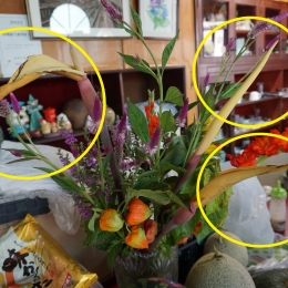 豊橋の喫茶店に珍しいサトイモの花