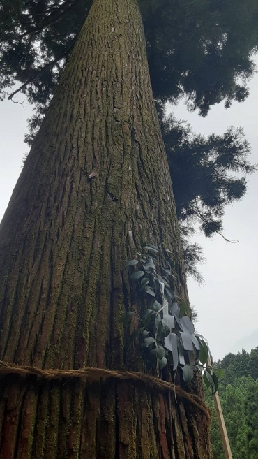 製作活動に使われる樹齢約300年の杉