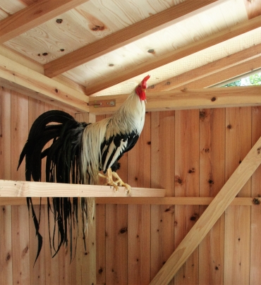 小屋の中で飼われている「小国鶏」