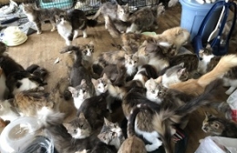 岡崎で猫の多頭飼育崩壊